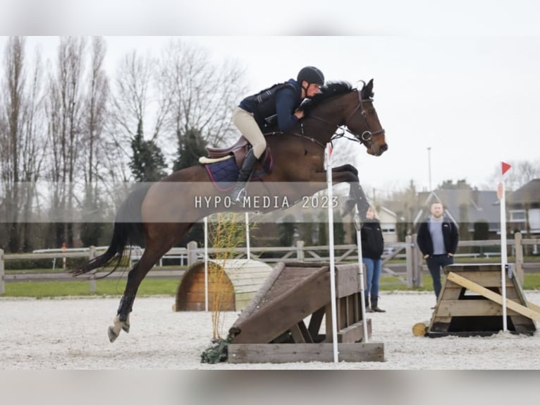 Belgisch Warmbloed Merrie 9 Jaar 168 cm Donkerbruin in Maldegem