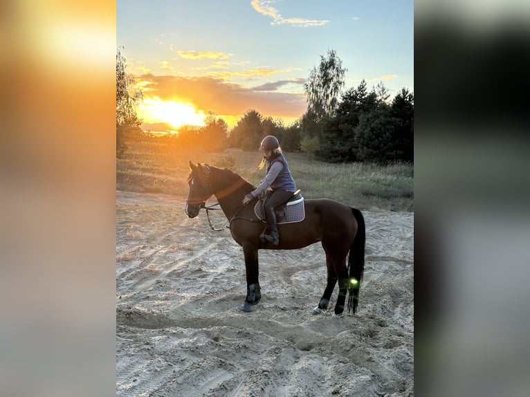 Belgisch Warmbloed Merrie 9 Jaar 168 cm Roodbruin in Gniezno