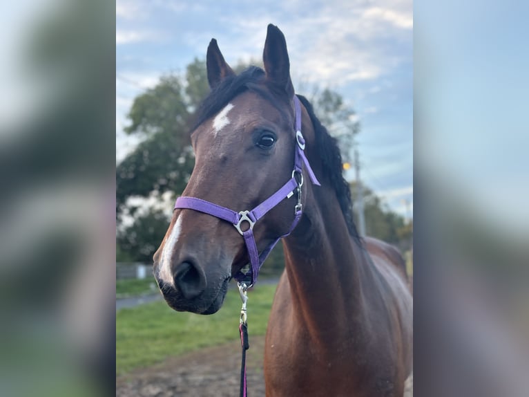 Belgisch Warmbloed Merrie 9 Jaar 168 cm Roodbruin in Gniezno