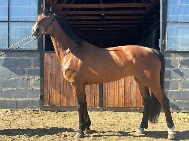 Belgisch Warmbloed Merrie 9 Jaar 168 cm Roodbruin in Gniezno