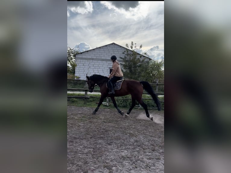 Belgisch Warmbloed Merrie 9 Jaar 168 cm Roodbruin in Gniezno