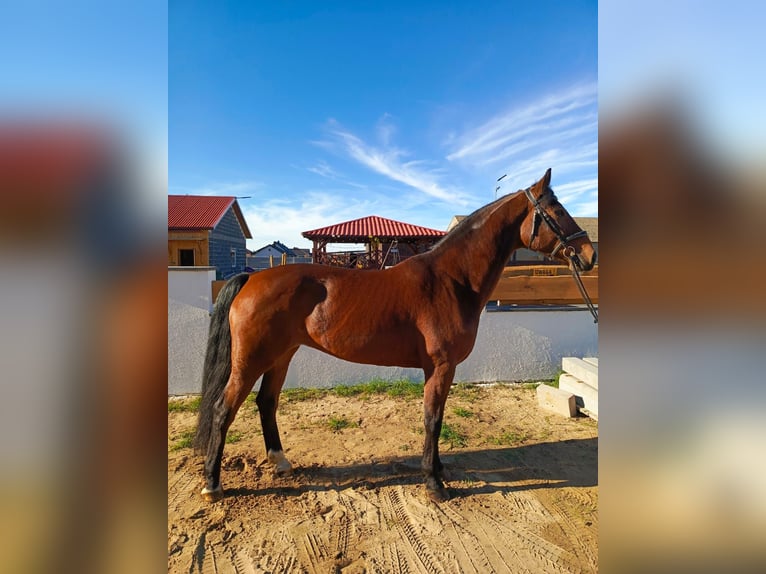 Belgisch Warmbloed Merrie 9 Jaar 168 cm Roodbruin in Gniezno