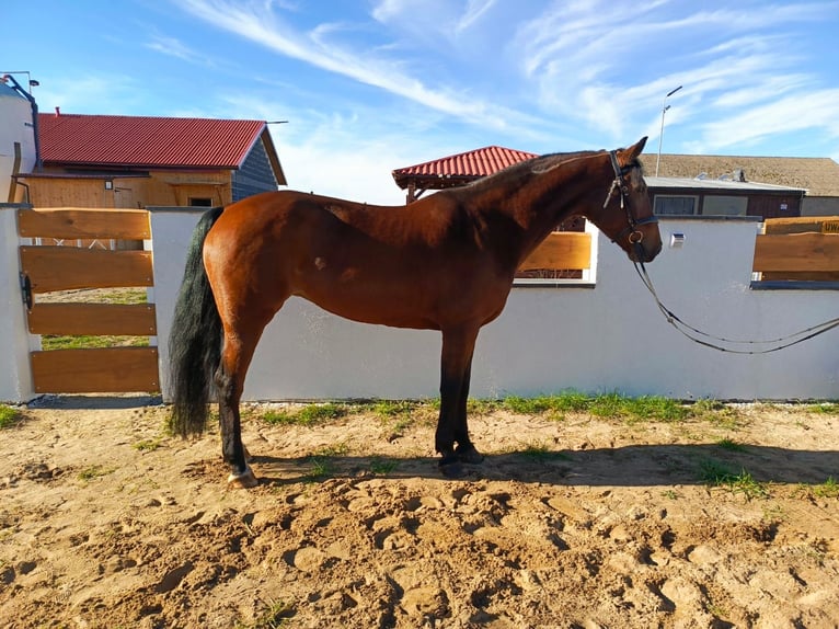 Belgisch Warmbloed Merrie 9 Jaar 168 cm Roodbruin in Gniezno