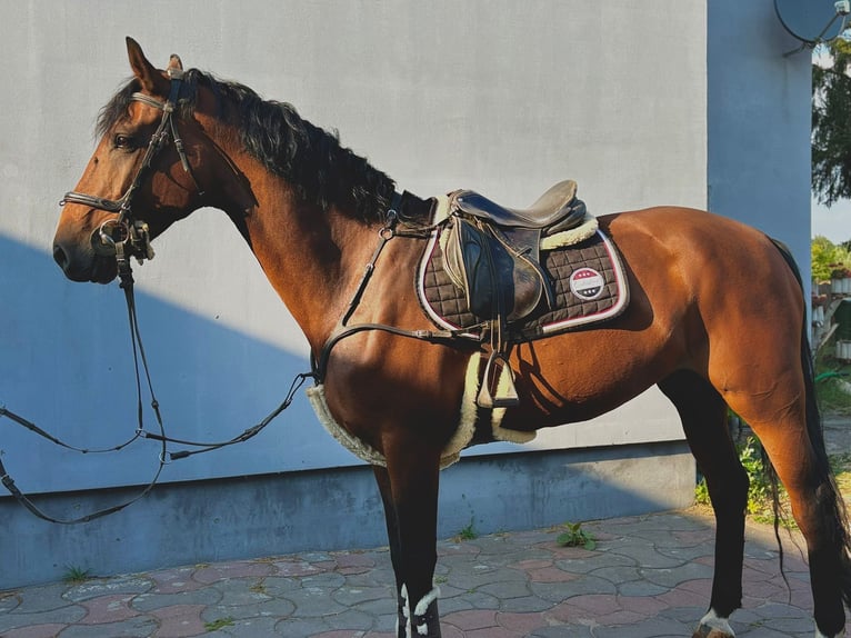 Belgisch Warmbloed Merrie 9 Jaar 168 cm Roodbruin in Gniezno