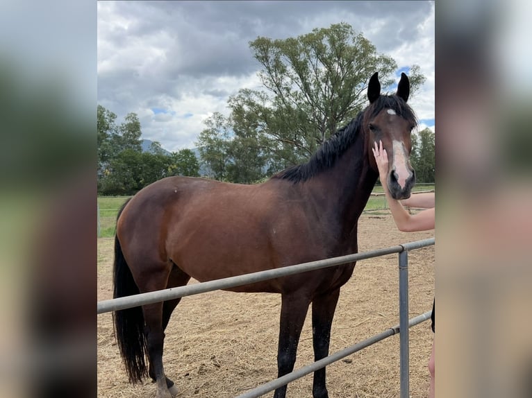 Belgisch Warmbloed Merrie 9 Jaar 168 cm Roodbruin in Oropos