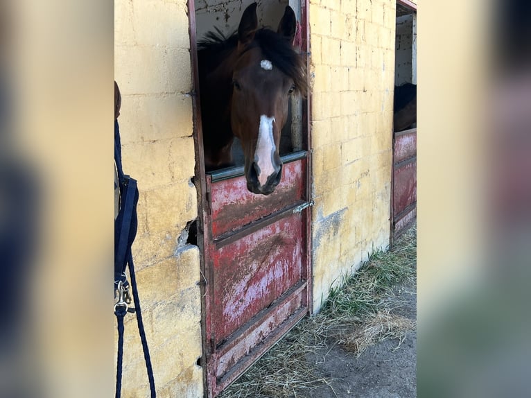 Belgisch Warmbloed Merrie 9 Jaar 168 cm Roodbruin in Oropos