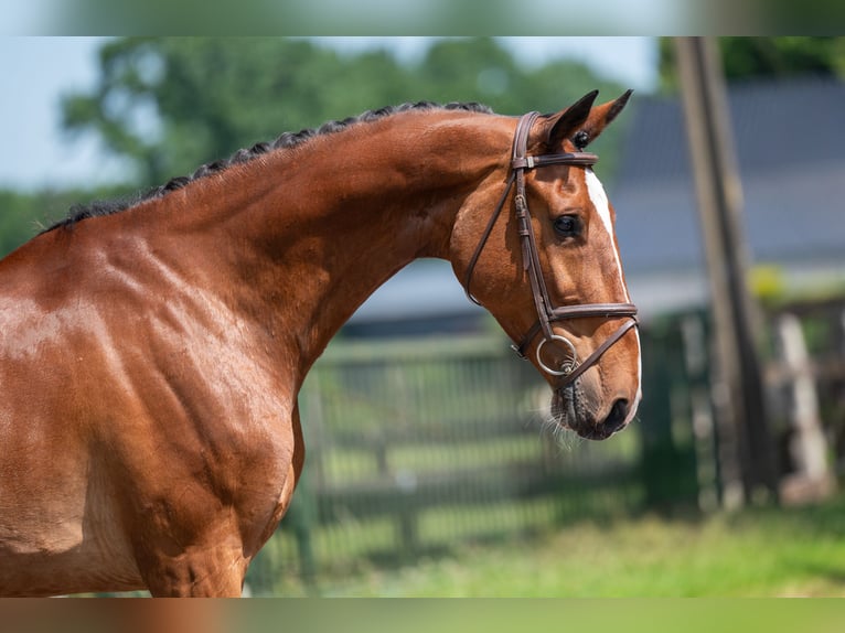 Belgisch Warmbloed Merrie 9 Jaar 168 cm in GROTE-BROGEL