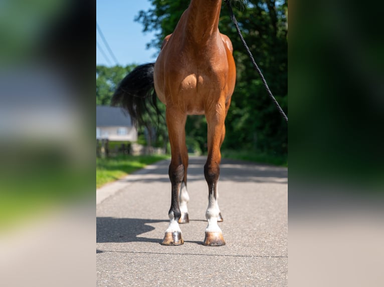 Belgisch Warmbloed Merrie 9 Jaar 168 cm in GROTE-BROGEL
