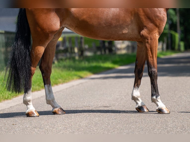 Belgisch Warmbloed Merrie 9 Jaar 168 cm in GROTE-BROGEL