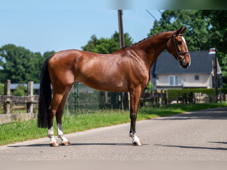 Belgisch Warmbloed Merrie 9 Jaar 168 cm in GROTE-BROGEL