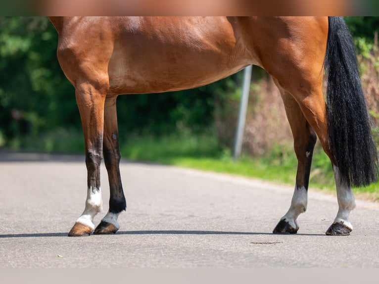 Belgisch Warmbloed Merrie 9 Jaar 168 cm in GROTE-BROGEL