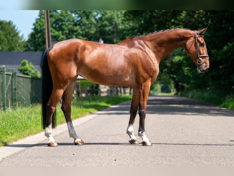 Belgisch Warmbloed Merrie 9 Jaar 168 cm in GROTE-BROGEL