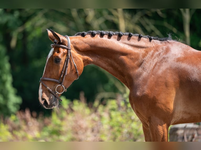 Belgisch Warmbloed Merrie 9 Jaar 168 cm in GROTE-BROGEL