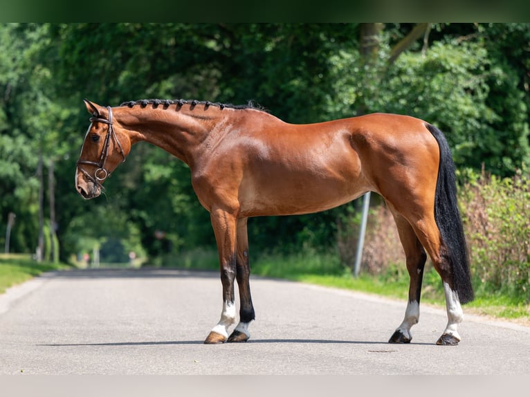 Belgisch Warmbloed Merrie 9 Jaar 168 cm in GROTE-BROGEL