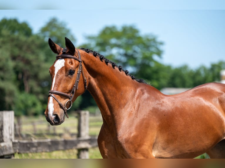 Belgisch Warmbloed Merrie 9 Jaar 168 cm in GROTE-BROGEL
