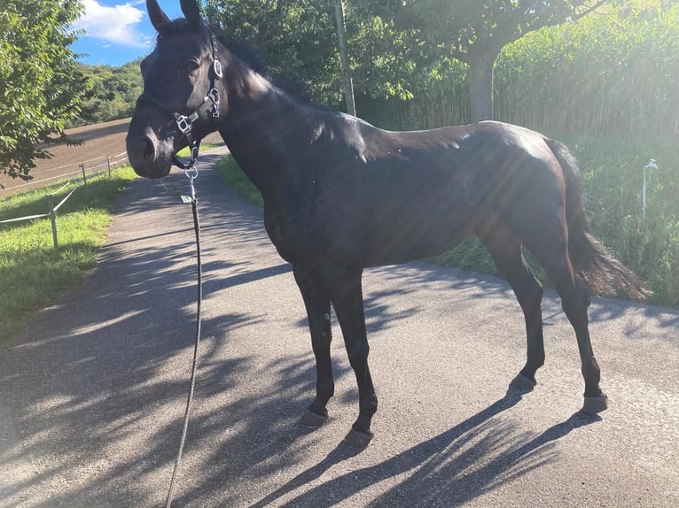 Belgisch Warmbloed Merrie 9 Jaar 169 cm Zwart in KaistenKaisten Belgisch Warmbloed Merrie 9 Jaar 169 cm Zwart in KaistenKaisten