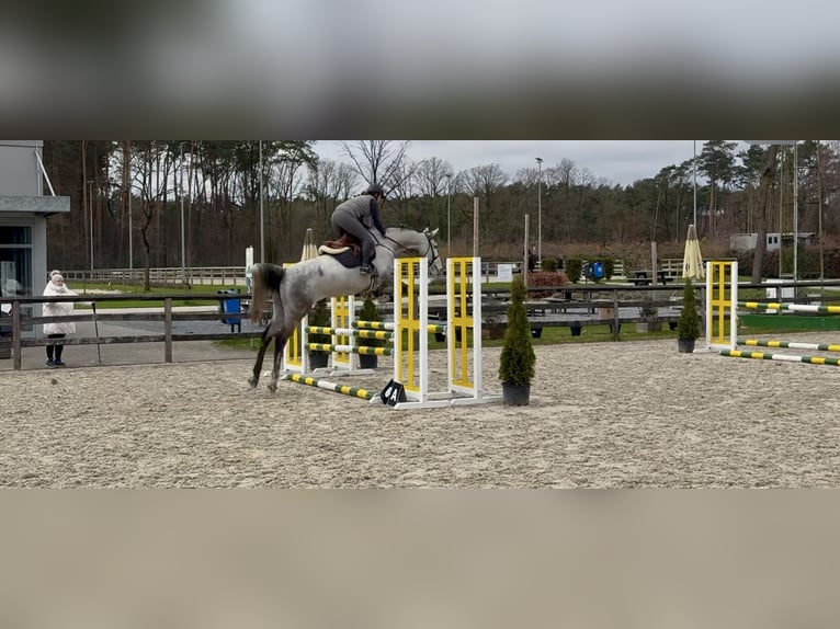 Belgisch Warmbloed Merrie 9 Jaar 170 cm Blauwschimmel in Hamont