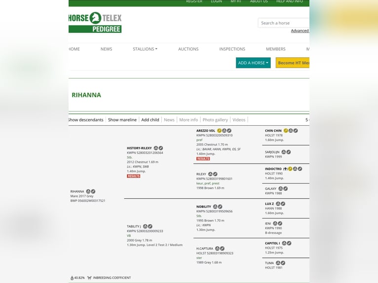 Belgisch Warmbloed Merrie 9 Jaar 170 cm Blauwschimmel in Hamont