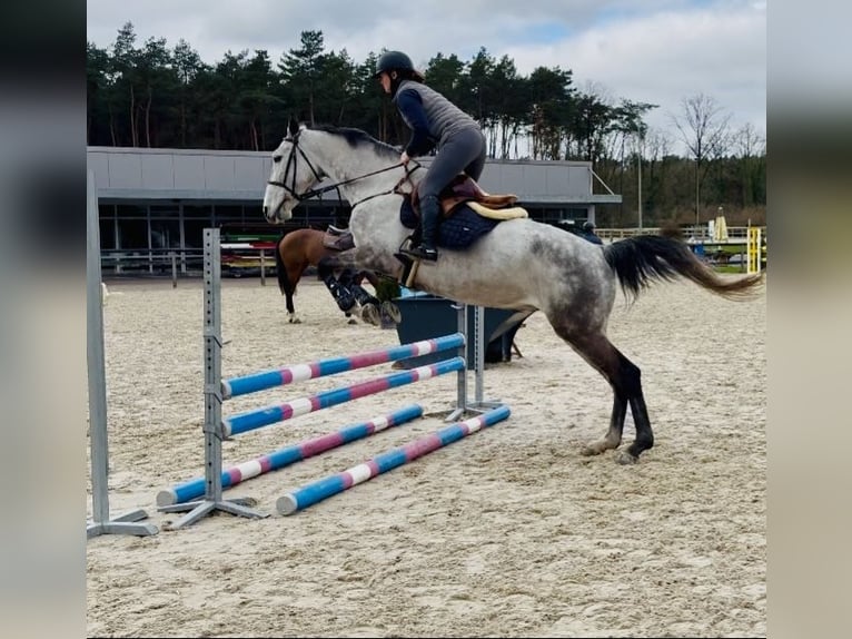 Belgisch Warmbloed Merrie 9 Jaar 170 cm Blauwschimmel in Hamont