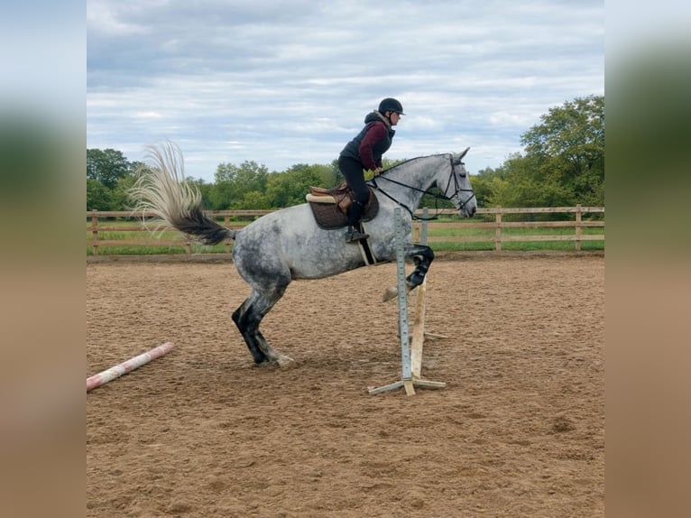 Belgisch Warmbloed Merrie 9 Jaar 170 cm Blauwschimmel in Hamont