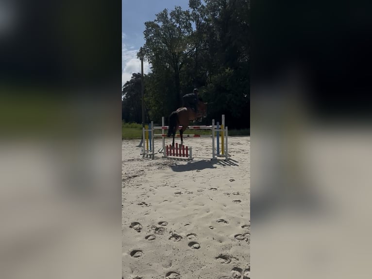 Belgisch Warmbloed Merrie 9 Jaar 170 cm Bruin in Warendorf