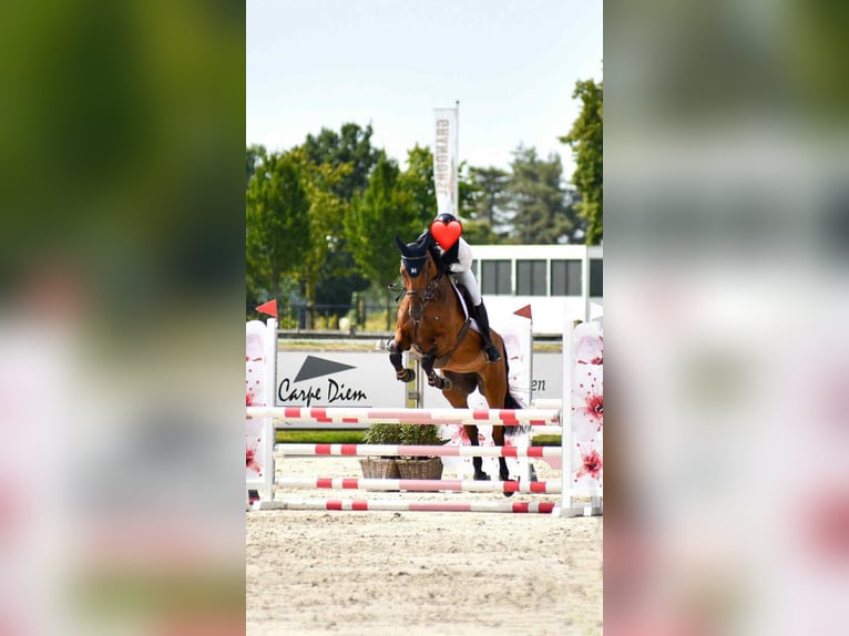 Belgisch Warmbloed Merrie 9 Jaar 170 cm Bruin in Oostakker
