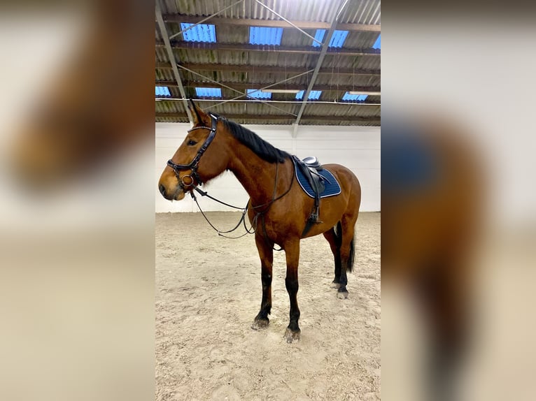Belgisch Warmbloed Merrie 9 Jaar 170 cm Bruin in Oostakker