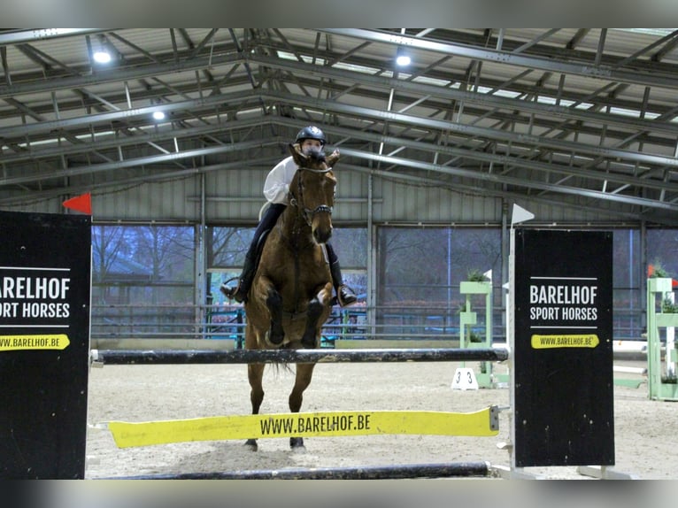 Belgisch Warmbloed Merrie 9 Jaar 170 cm Bruin in Oostakker