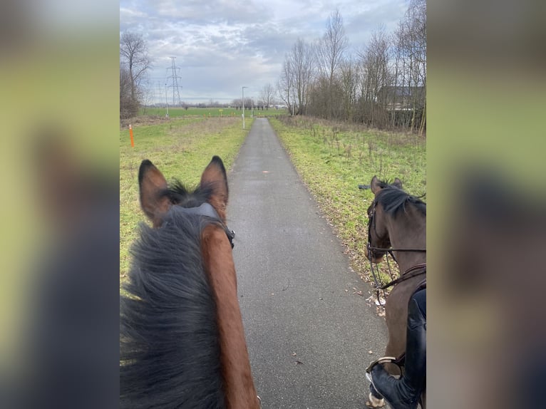 Belgisch Warmbloed Merrie 9 Jaar 170 cm Bruin in Oostakker
