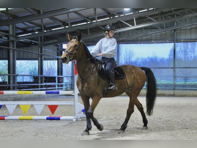 Belgisch Warmbloed Merrie 9 Jaar 170 cm Bruin in Oostakker