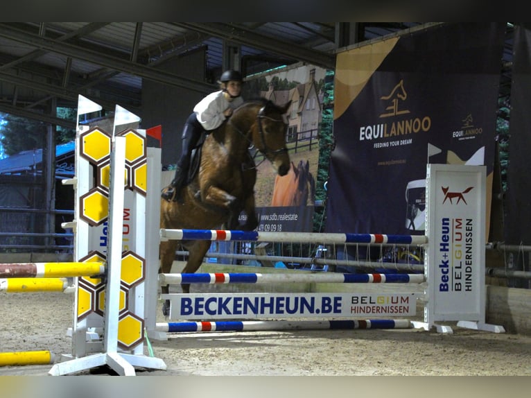 Belgisch Warmbloed Merrie 9 Jaar 170 cm Bruin in Oostakker
