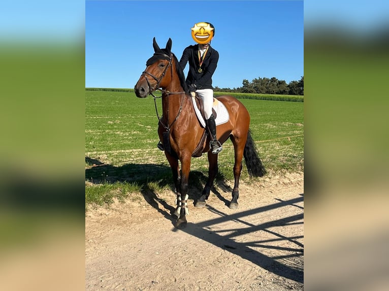 Belgisch Warmbloed Merrie 9 Jaar 170 cm Bruin in Oostakker