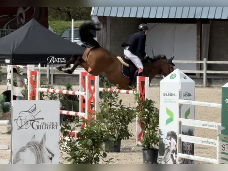 Belgisch Warmbloed Merrie 9 Jaar 170 cm Donkerbruin in Enghien