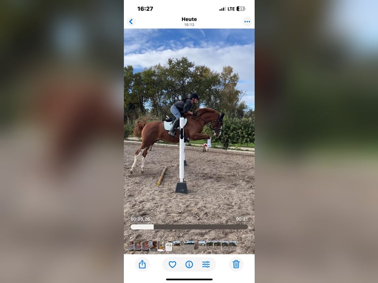 Belgisch Warmbloed Merrie 9 Jaar 170 cm Vos in Ingolstadt