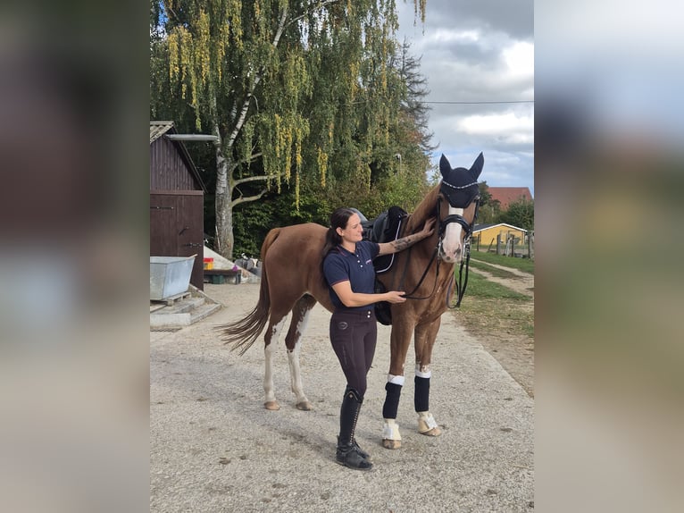 Belgisch Warmbloed Merrie 9 Jaar 170 cm Vos in Ingolstadt