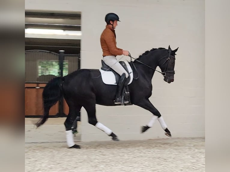 Belgisch Warmbloed Merrie 9 Jaar 170 cm Zwart in Asper