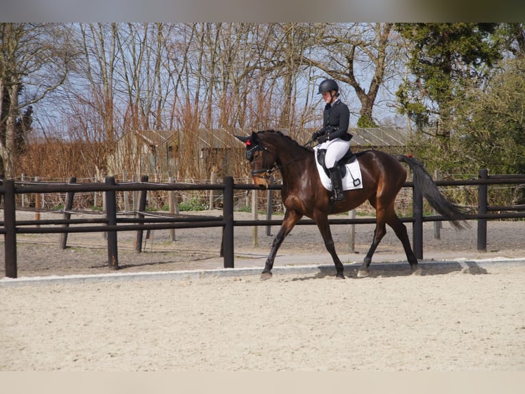 Belgisch Warmbloed Merrie 9 Jaar 171 cm Bruin in Etten-Leur