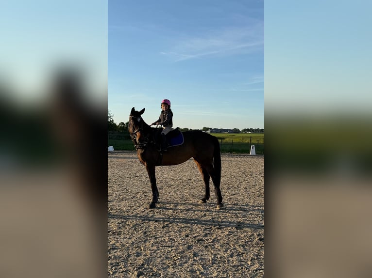 Belgisch Warmbloed Merrie 9 Jaar 171 cm Bruin in Etten-Leur
