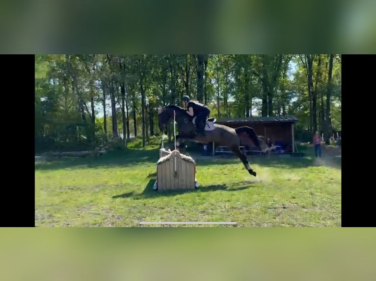 Belgisch Warmbloed Merrie 9 Jaar 171 cm Bruin in Etten-Leur