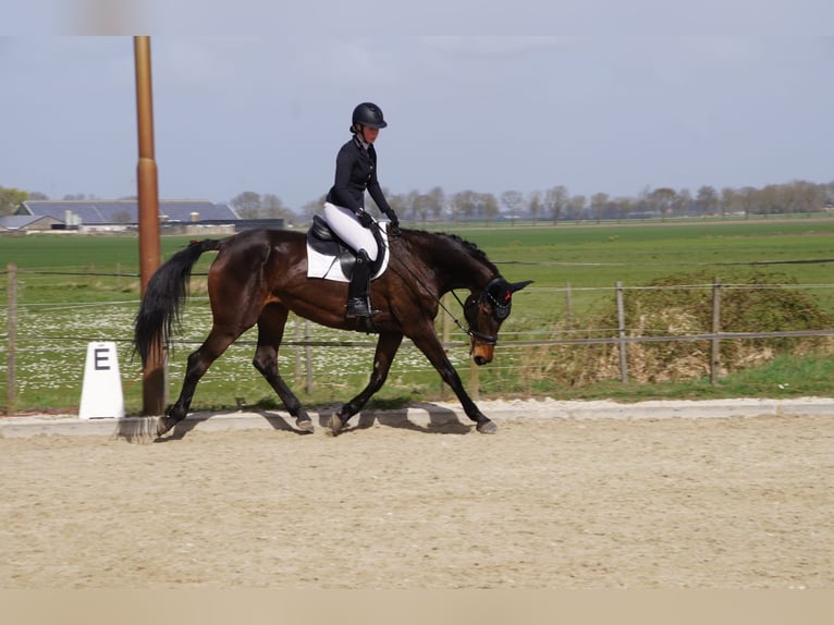 Belgisch Warmbloed Merrie 9 Jaar 171 cm Bruin in Etten-Leur