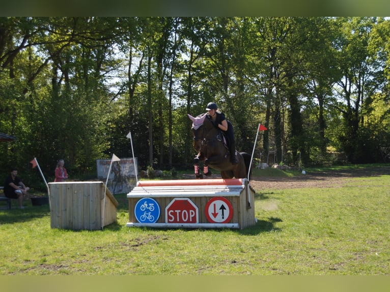 Belgisch Warmbloed Merrie 9 Jaar 171 cm Bruin in Etten-Leur