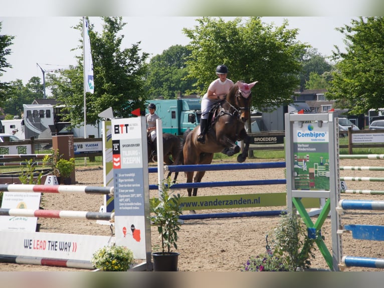 Belgisch Warmbloed Merrie 9 Jaar 171 cm Bruin in Etten-Leur