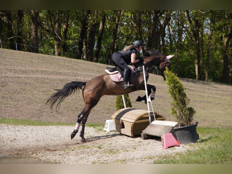 Belgisch Warmbloed Merrie 9 Jaar 171 cm Bruin in Etten-Leur