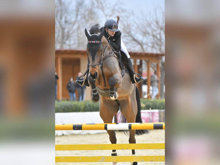 Belgisch Warmbloed Merrie 9 Jaar 175 cm Bruin in Lama