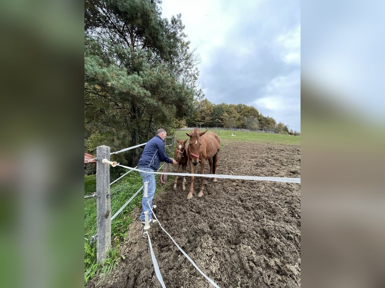 Belgisch Warmbloed Merrie 9 Jaar 175 cm in Kranj
