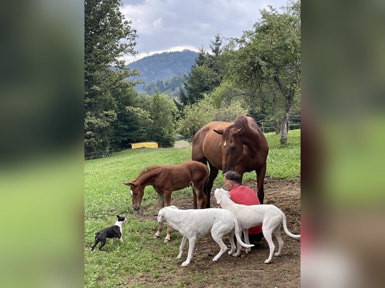 Belgisch Warmbloed Merrie 9 Jaar 175 cm in Kranj