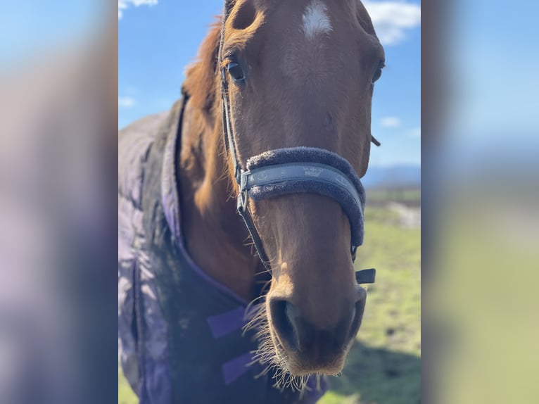 Belgisch Warmbloed Merrie 9 Jaar 175 cm in Kranj