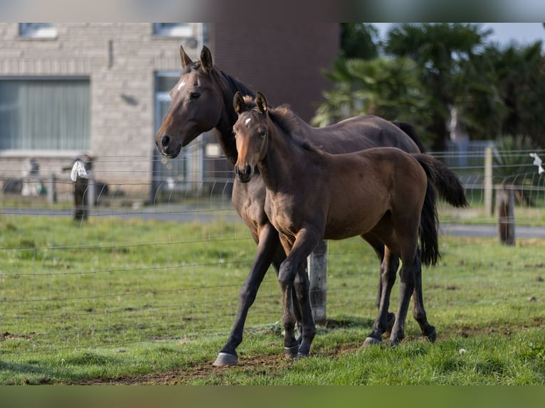 Belgisch Warmbloed Merrie veulen (06/2024) 125 cm Donkerbruin in dentergem