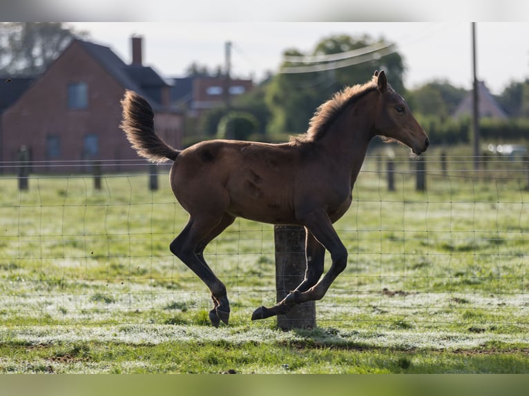 Belgisch Warmbloed Merrie veulen (06/2024) 125 cm Donkerbruin in dentergem