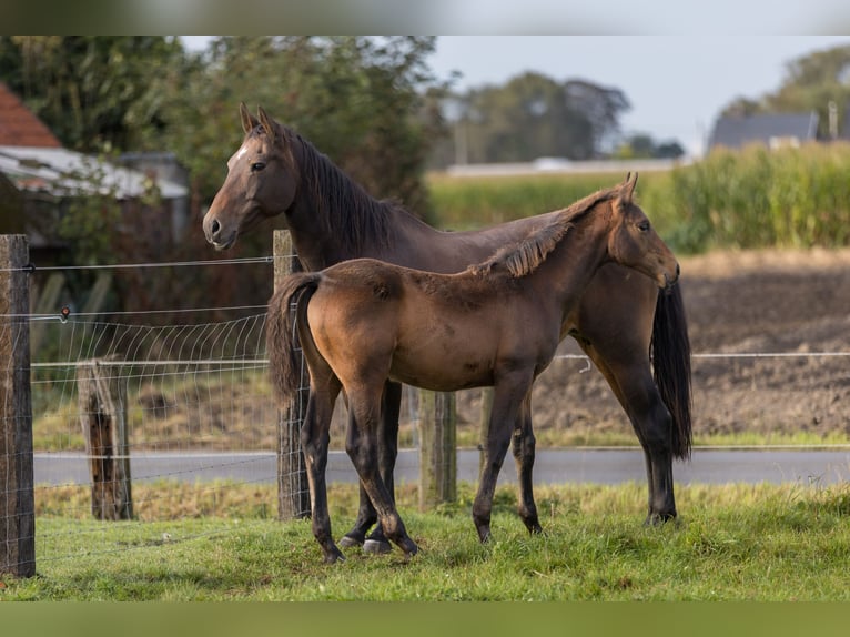 Belgisch Warmbloed Merrie veulen (06/2024) 125 cm Donkerbruin in dentergem